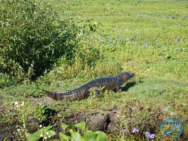 PIRA LODGE - Pantanal Argentino - Temporada 2.016